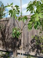Vijgenboom op stam, Tuin en Terras, Planten | Bomen, Ophalen