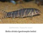 Botia's  slak etende vissen, Dieren en Toebehoren, Vissen | Aquariumvissen