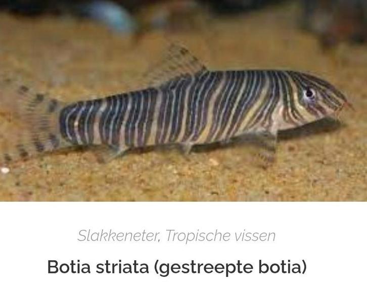 Botia's  slak etende vissen, Dieren en Toebehoren, Vissen | Aquariumvissen