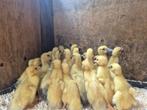 barberie kuikens, Dieren en Toebehoren, Pluimvee, Geslacht onbekend, Eend