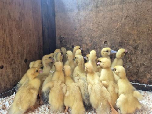 barberie kuikens, Dieren en Toebehoren, Pluimvee, Eend, Geslacht onbekend