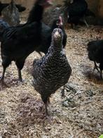 3 jonge hennen, Dieren en Toebehoren, Kip