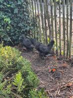 Mooie zwarte zijdehoentjes, Dieren en Toebehoren, Meerdere dieren, Kip