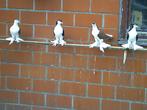 sierduiven, Dieren en Toebehoren, Vogels | Duiven