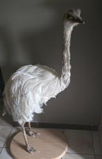 Opgezette dieren en vogels met unieke grote stukken, Verzamelen, Dierenverzamelingen, Ophalen of Verzenden, Nieuw, Boerderijdier