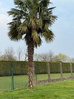 Palmboom gratis mee te nemen, Tuin en Terras, Ophalen, Palmboom