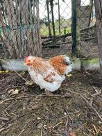 4 cochin haantjes, Dieren en Toebehoren