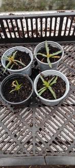 Anjers, Ophalen of Verzenden