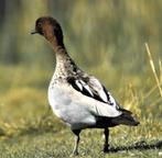 Maneganzen / manegans / gans / ganzen, Dieren en Toebehoren, Pluimvee, Meerdere dieren, Gans of Zwaan