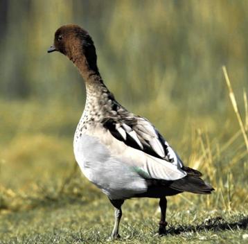 Maneganzen / manegans / gans / ganzen beschikbaar voor biedingen