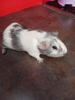 Cavia man beer, Dieren en Toebehoren, Januari, Cavia, Tam