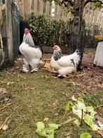 Broedeieren brahma kriel, Dieren en Toebehoren, Pluimvee