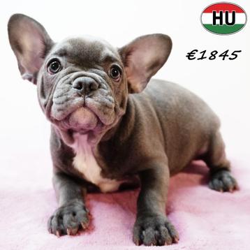 Blauwe Franse Bulldog pups te koop beschikbaar voor biedingen