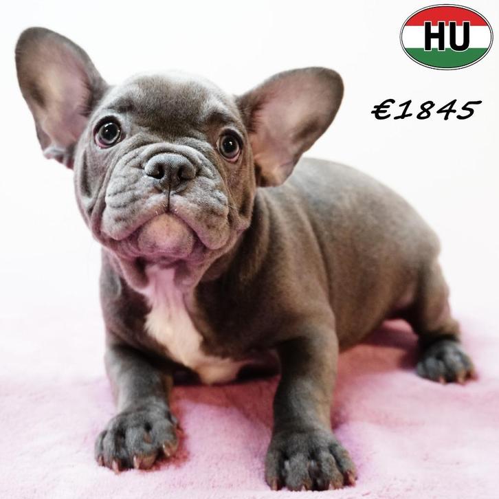 Blauwe Franse Bulldog pups te koop, Dieren en Toebehoren, Honden | Chihuahua's en Gezelschapshonden, Meerdere dieren, Overige rassen