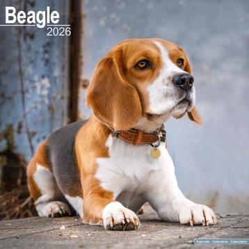Beagle kalender 2026 beschikbaar voor biedingen