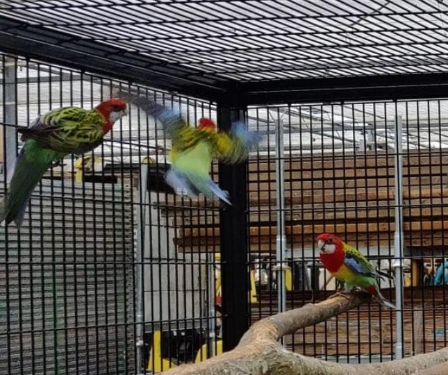 NIEUWE VOLIERE VOOR ARA OF SPLENDID VOLIEREPANEEL, Animaux & Accessoires, Oiseaux | Perruches & Perroquets, Perruche