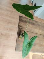 Alocasia Zebrina variegata, Huis en Inrichting, Kamerplanten, Ophalen
