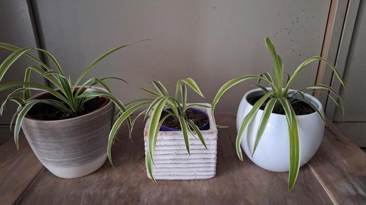 Graslelie met sierpot, Huis en Inrichting, Kamerplanten, Ophalen