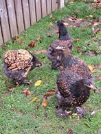 4 jonge brahma hennen goud zwart gezoomd, Dieren en Toebehoren, Pluimvee, Vrouwelijk, Kip