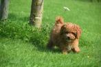 Poedel pups prachtige keuze direct beschikbaar, Poedel, België, 15 weken tot 1 jaar, CDV (hondenziekte)