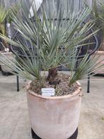 Chamaerops Humilis cerifera Palmboom, Tuin en Terras, Planten | Tuinplanten, Ophalen