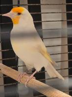 Femelle chardonneret, Animaux & Accessoires, Femelle