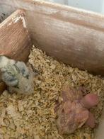 Dwergpapegaaien baby’s, Dieren en Toebehoren, Vogels | Parkieten en Papegaaien, Meerdere dieren, Dwergpapegaai of Agapornis, Geringd