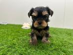 Nestje MINI Yorkshire Terrier pups, België, Reu, 8 tot 15 weken, Meerdere