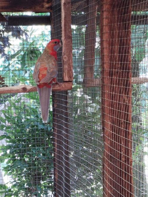 Parkieten, Dieren en Toebehoren, Vogels | Kanaries