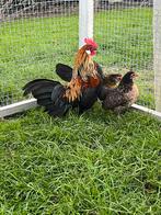 Mooi koppel hollandse krielen, Dieren en Toebehoren