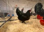 Zwarte australorp hanen en hennen, Dieren en Toebehoren