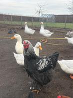 Ganzen, Geslacht onbekend, Gans of Zwaan