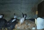 Vleeskonijnen, Dieren en Toebehoren