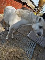 Pony te koop super braaf prijs overeen te komen, Ophalen