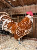 Trio Thuringer baardkrielen kleur geel wit getoept, Dieren en Toebehoren, Pluimvee, Meerdere dieren, Kip