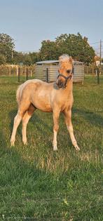 Palomino bont minipaardje van 2025., Dieren en Toebehoren, Paarden, Hengst, Recreatiepaard, Gechipt, 0 tot 2 jaar