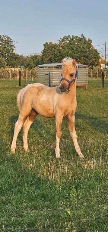 Palomino bont minipaardje van 2025.
 beschikbaar voor biedingen