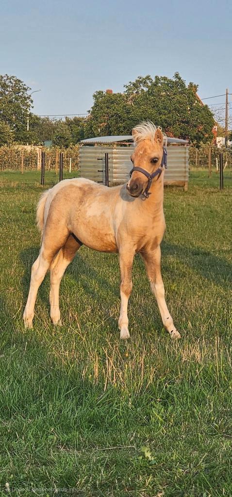 Palomino bont minipaardje van 2025., Dieren en Toebehoren, Paarden, Hengst, 0 tot 2 jaar, Recreatiepaard, Met stamboom, Gechipt