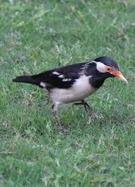 EKSTER SPREEUW (CONTRA C.) MAN 2023, Dieren en Toebehoren, Vogels | Overige Vogels, Tropenvogel, Mannelijk, Tam, Geringd