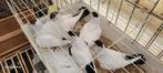 Helmduiven, Dieren en Toebehoren, Vogels | Duiven
