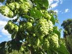Hop, Tuin en Terras, Planten | Tuinplanten, Ophalen, Klimplanten