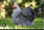 Gratis haan, Dieren en Toebehoren, Pluimvee