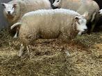 vrouwelijk schaap, Mouton, Femelle, 0 à 2 ans