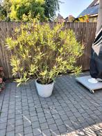 oleander, Tuin en Terras, Planten | Bomen, Ophalen, In pot