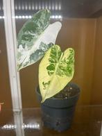 alocasia frydek variegata, Overige soorten, Minder dan 100 cm, Groene kamerplant, Halfschaduw