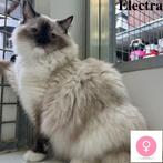 ''Electra'' Heilige Birmaan - kattin te koop, Dieren en Toebehoren, Katten en Kittens | Raskatten | Langhaar, Gechipt, 0 tot 2 jaar