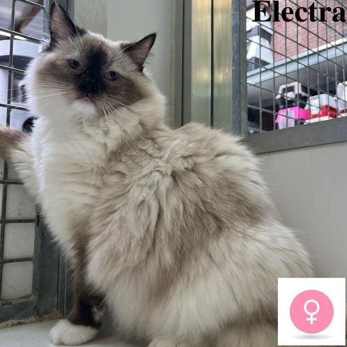 ''Electra'' Heilige Birmaan - kattin te koop, Dieren en Toebehoren, Katten en Kittens | Raskatten | Langhaar, Poes, 0 tot 2 jaar