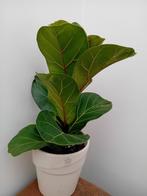 Ficus Lyrata, Huis en Inrichting, Kamerplanten, Ophalen