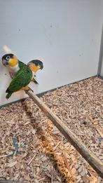Koppel zwartkop Caiques, Dieren en Toebehoren