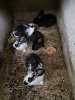 Jonge vleeskonijnen, Dieren en Toebehoren